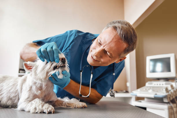 Best Emergency Care for Gum Disease in Fruitland, MD